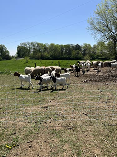 Starkline 35" x 164' Premium Electric Sheep & Goat Netting w/Double Spike Fiberglass Posts (9/35/8) Pre-Assembled Electric Fence for Backyards, Homesteaders, Farms and Ranches